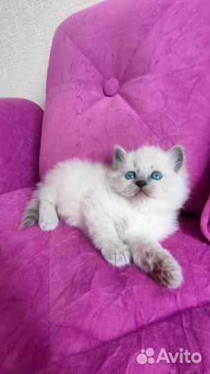 Котята Невской Маскарадной
