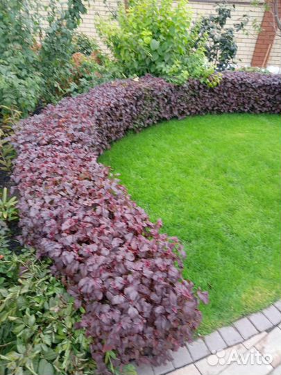 Пузыреплодник