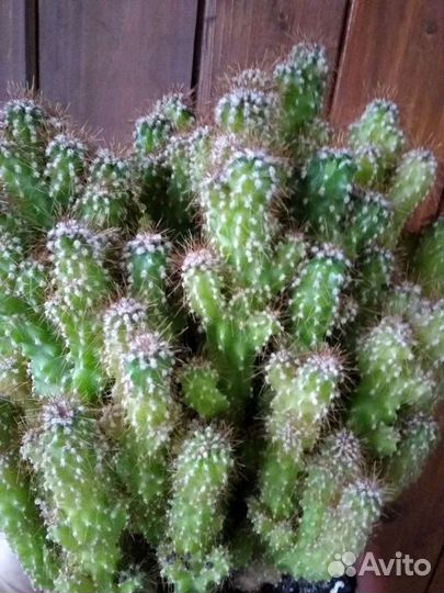 Кактус цериус