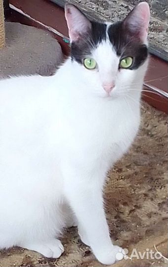 Красавец Лаккус