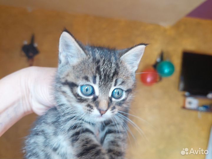 Котик 1,5 месяца