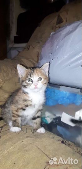 Котенок в добрые руки