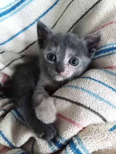 Котята только в добрые руки