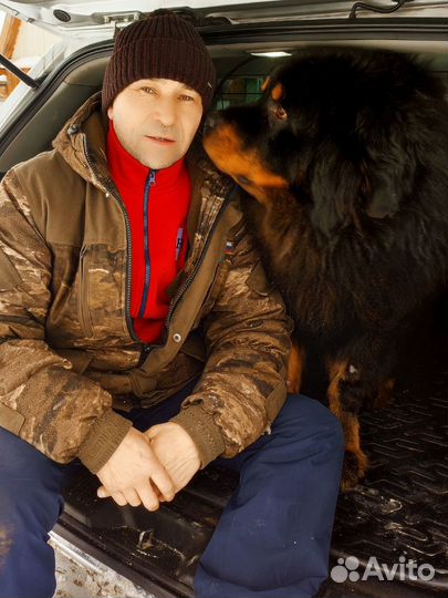 Дрессировка собак. Кинолог. Передержка