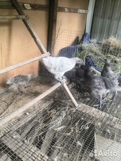 Цыплята брама и лакеданзи