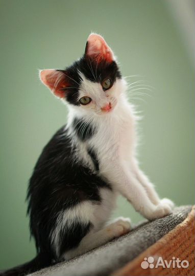 Котенок мальчик черно-белый Тёмка