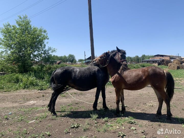 Лошадь с жеребенком