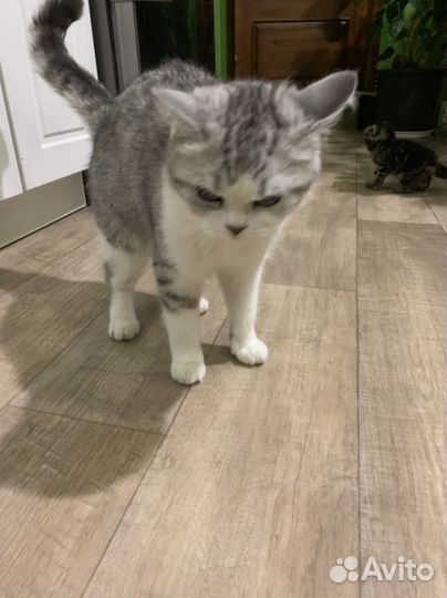 Кошка в дар бесплатно