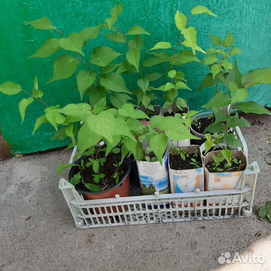 Саженцы абрикоса сортового