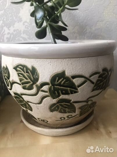 Крассула с вазой