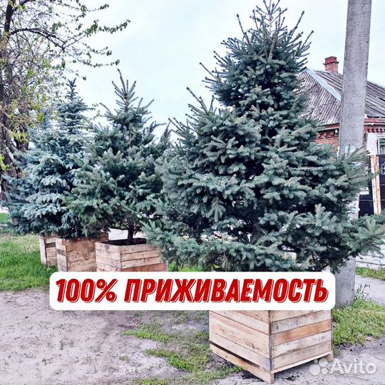 Голубые ели с гарантией доставкой посадкой
