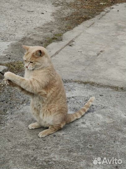 Котик в добрые руки