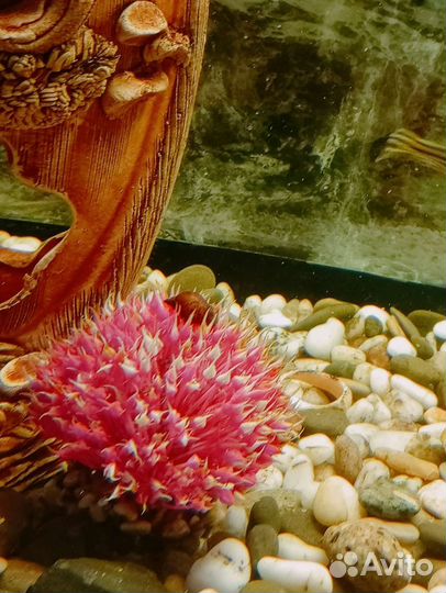 Улитки аквариумные ампулярии