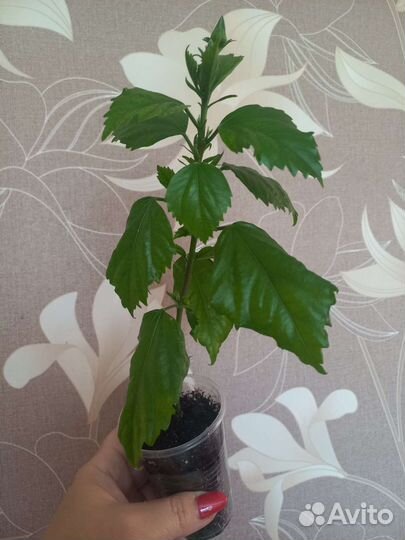 Гибискус махровый