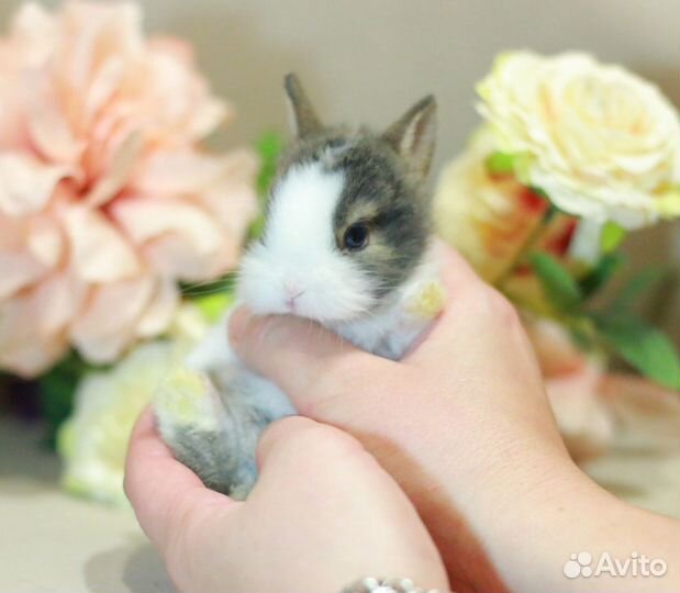 Декоративные карликовые кролики породы Хотот