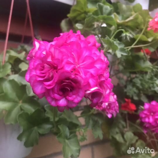 Плющелистные/ампельные и красные пеларгонии/герани