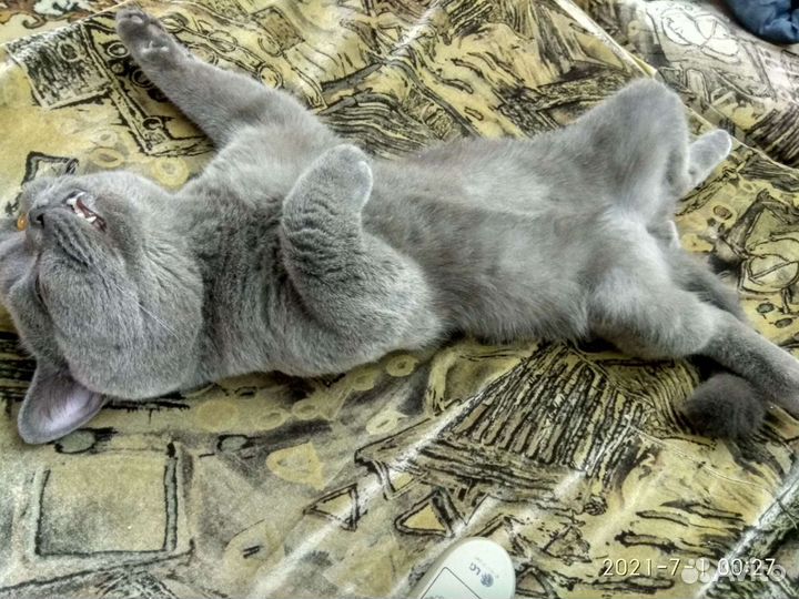 Кот для вязки,британец, 5 лет, домашний