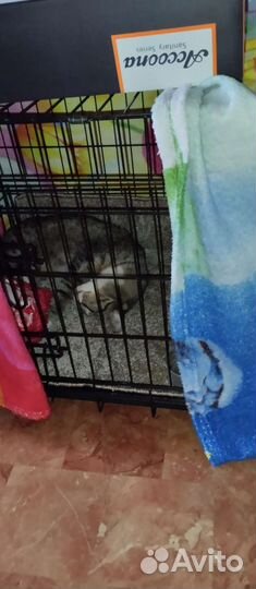 Кошка ищет дом