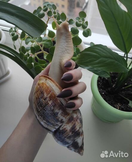 Улитки ахатины