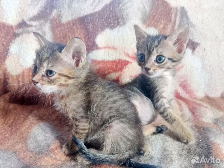 Упитанные и Очень воспитанные котята