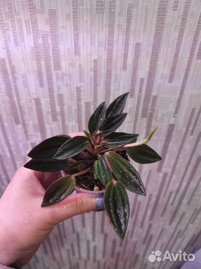 Пеперомия Россо