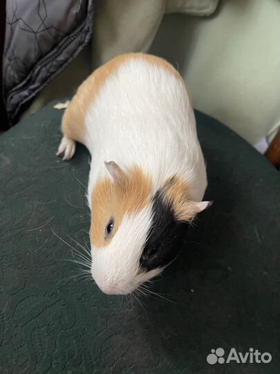 Морская свинка мальчик