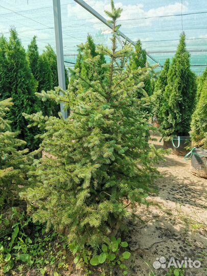 Ель голубая глаука