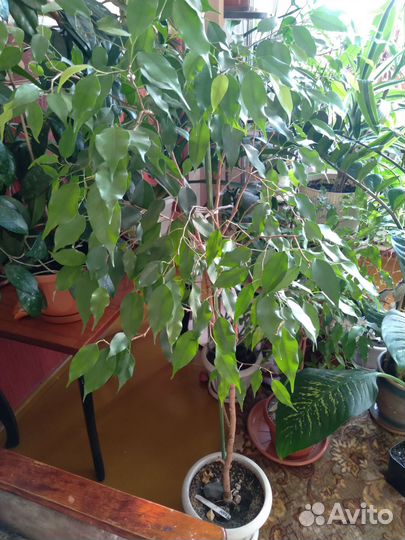 Комнатные растения