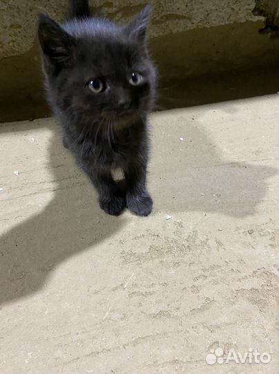 Котята в дар