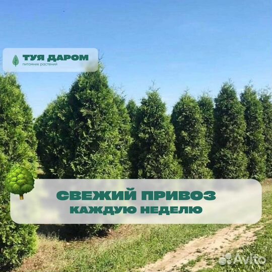 Туя в наличии