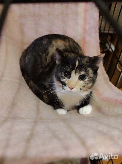 Котëнок девочка ищет дом