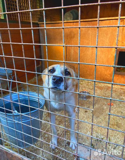 Собаке не хватает внимания и ласки