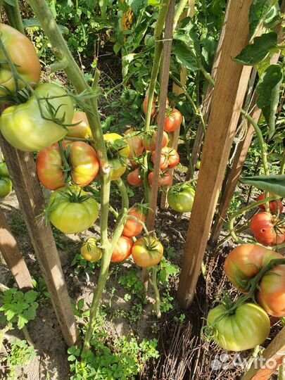 Семена коллекционных томатов