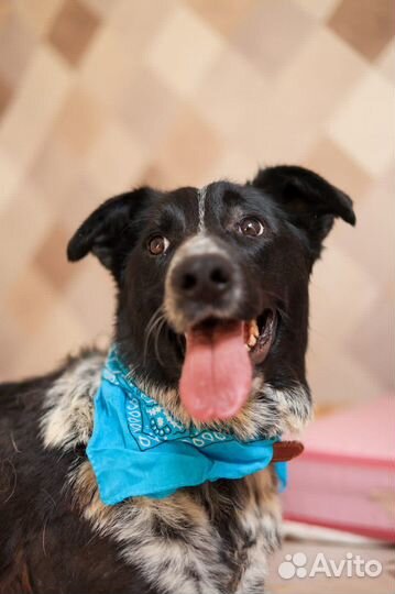 Спасите Кольта из приюта плохо ходит