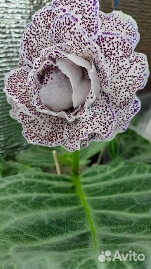 Глоксиния махровая