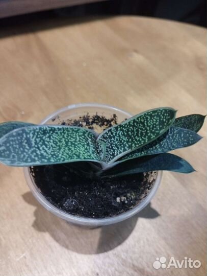 Суккуленты