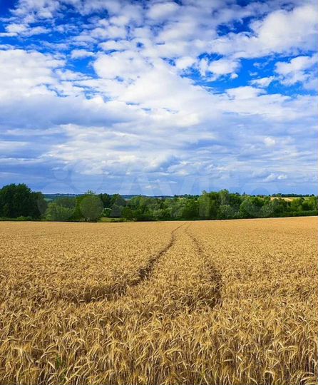 Участок 11 га (СНТ, ДНП)