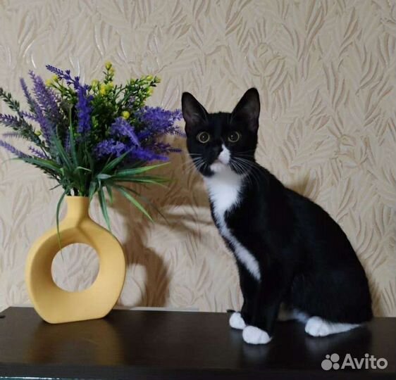 Котики -подростки