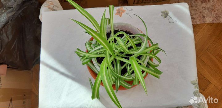 Хлорофитум хохлатый