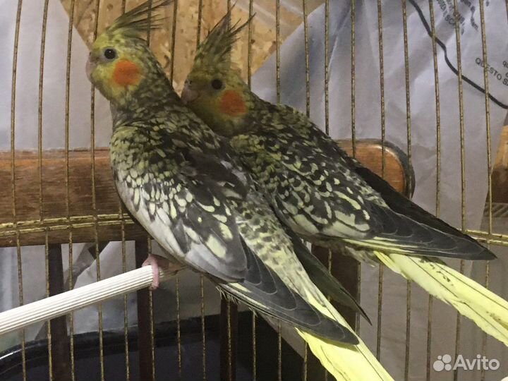 Карела 3 месяца