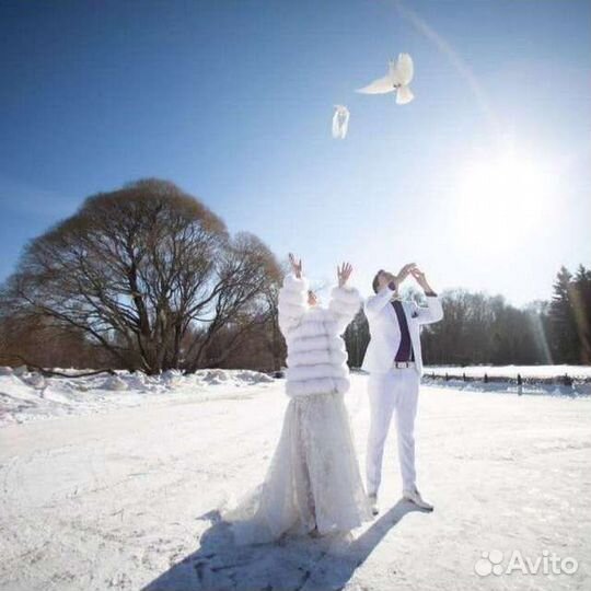 Голуби на свадьбу