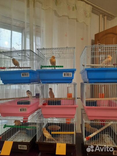 Кенара и канарейки