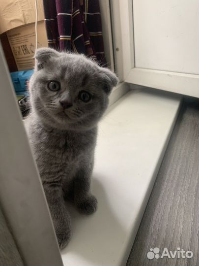 Британские вислоухие котята