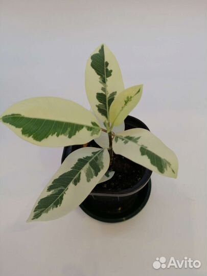 Фикусы Нитида Гавайи, Альба, Нью Клон