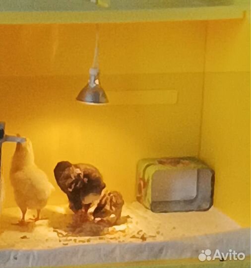 Инкубатор+брудер