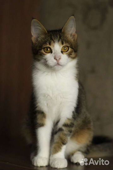 Кошка в дар