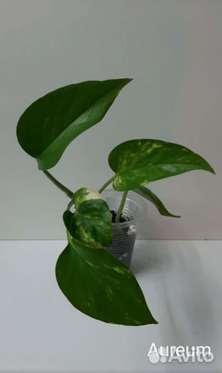 Ароидные сортовые