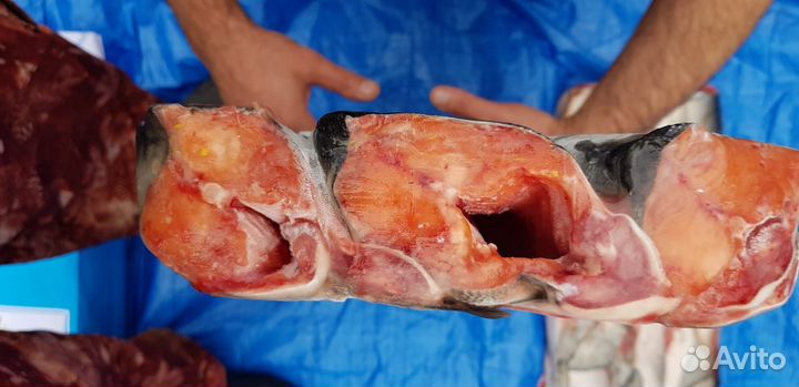 Горбуша пбг 1 сорт блочн. морож. глазир. 1/22 кг