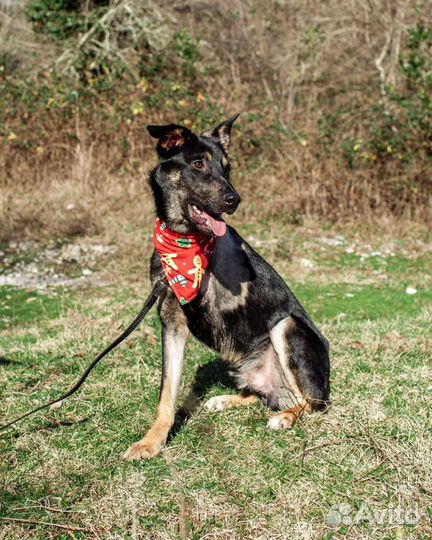 Собака в добрые руки