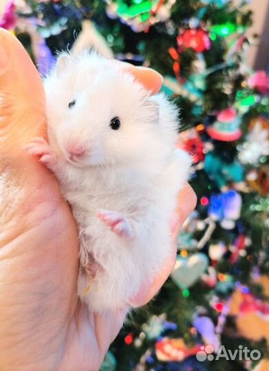 Хомяки ангорские длинношерстные, сатин